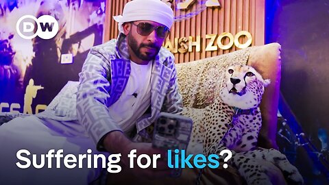 Animals on Instagram - Costumed dogs and tigers in Lamborghinis | DW Documentary
