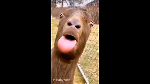 blah blah 🤣🤣🤣🤣