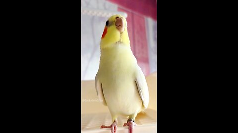 Adorable Cockatiel Jerry's Cute Singing and Dancing Moments 🎶🦜💖 #cockatielscraze #birdsinging