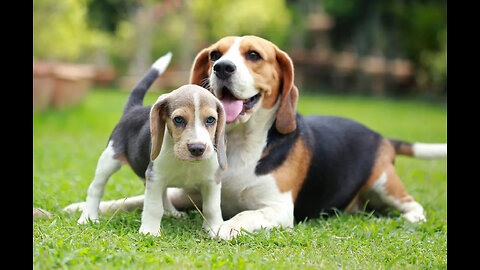 Why Beagles Make the Best Family Pets!