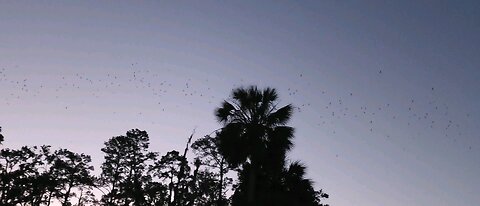 Bat emergence UF bat houses 5-4-25