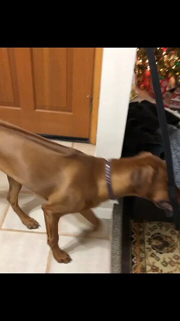 Puppy grabs her own leash