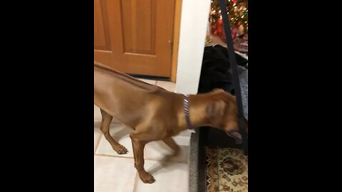 Puppy grabs her own leash