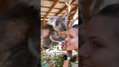 Koala was rescued on the road and given a new home