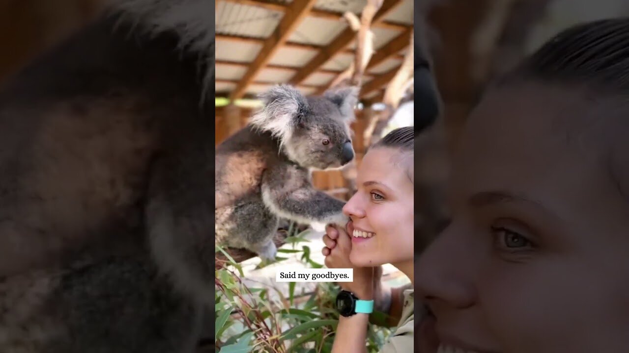 Koala was rescued on the road and given a new home