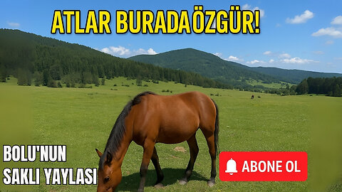 Bolu At Yaylası’nda Doğayla Baş Başa! 🐎🍃