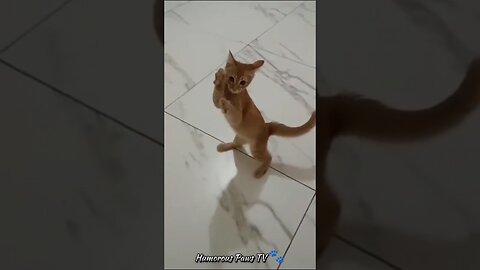 Tiny Tumult: Pocket Pet Pranks! 🐾😄