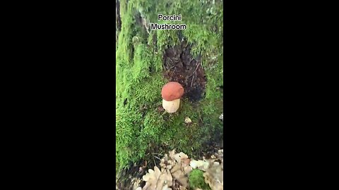 from the forest to the dinner table