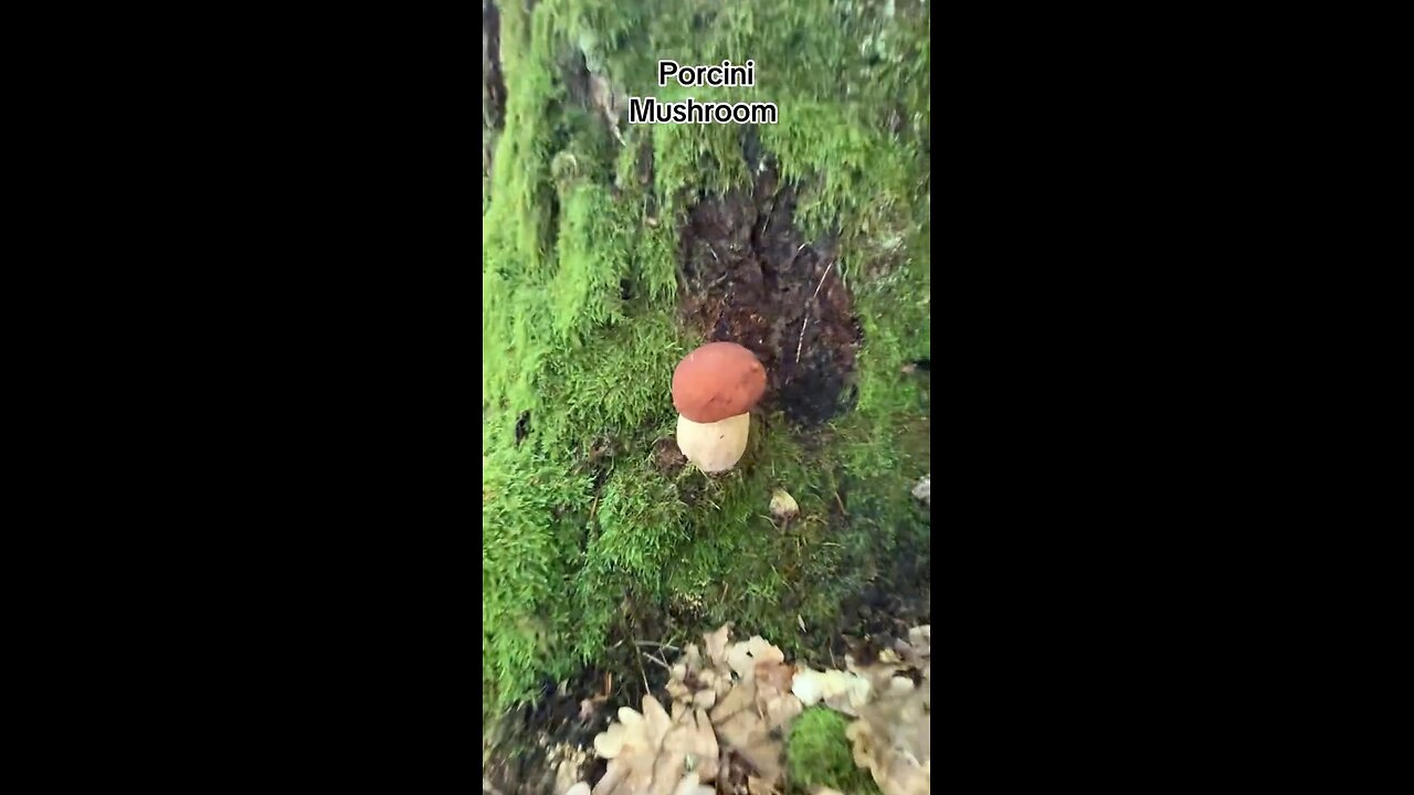 from the forest to the dinner table