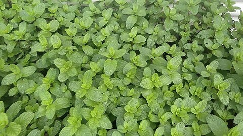 Making Mint Sauce