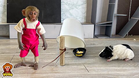 Smart monkey YiYi make a trap to catch mouse that stole her food