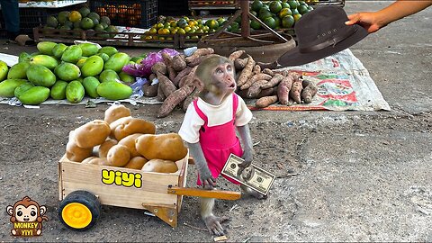 Super smart! YiYi harvests potatoes to sell to buy a hat for grandpa