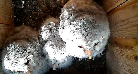 Ural owl. Filming in an owl sanctuary