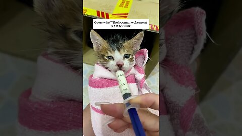 The boy talked mom into taking the homeless kitten home and they became a friendly family