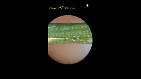 Grass 🌱 Blades Inspection Full Video x4 speed. All vegetation is poizoned by Chemtrailz 5Gtowers