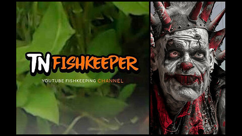 TNFISHKEEPER.COM™ 🐠 CURLY VS THE INSANE CLOWN #COMEDY