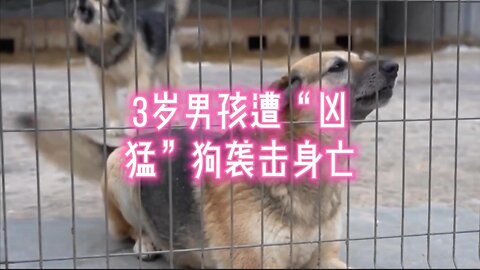 3岁男孩遭“凶猛”狗袭击身亡