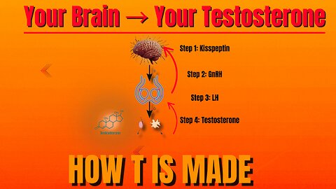 Most men talk about testosterone. Almost none understand how it’s made