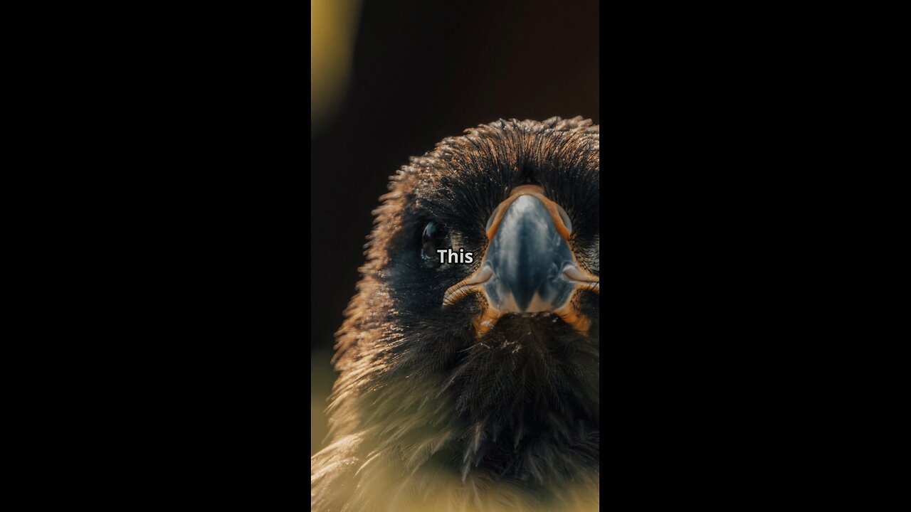 The Bird That Starts Fires – Nature's Most Shocking Arsonist!