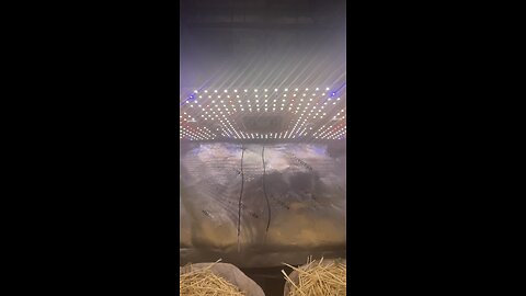 Season 3 update! #organic #growing