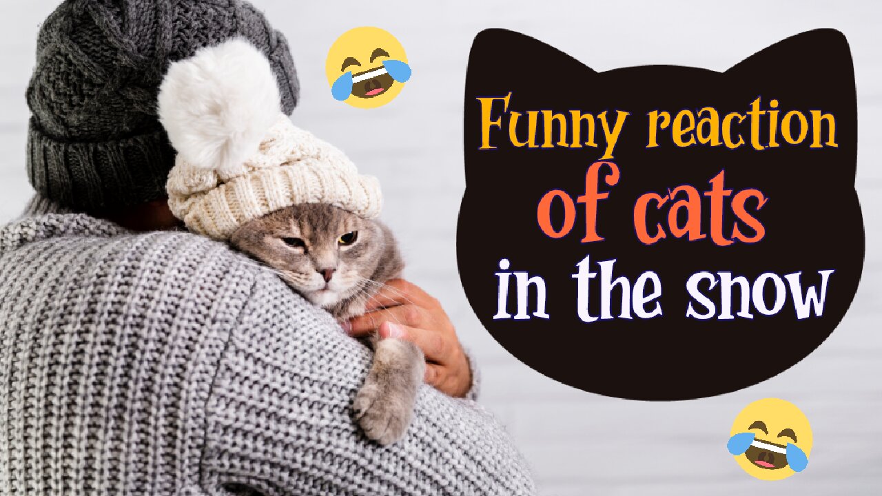 Funny Reaction Of Cats In The Snow🤣
