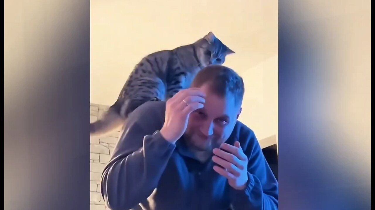 Cat Gives Skippity Paps to Hooman 🤣