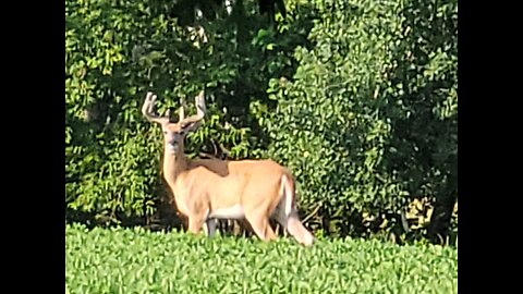 Young Buck