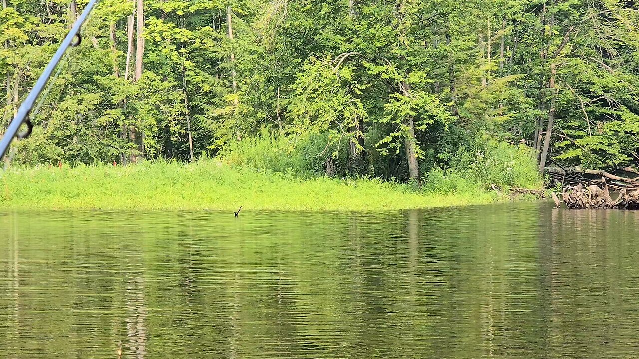 Bullfrogs and birds