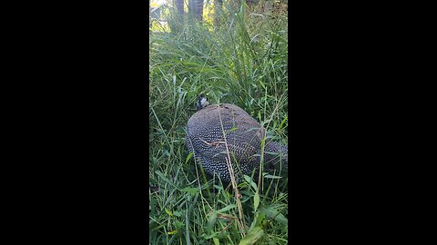 Guinea Fowl