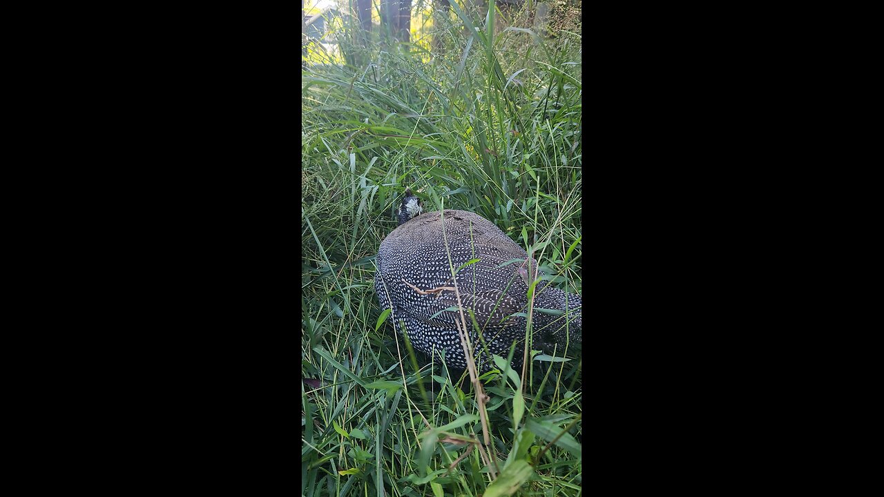 Guinea Fowl