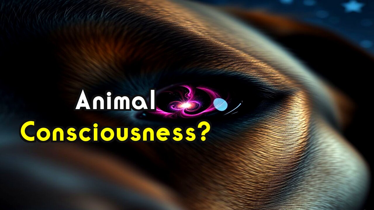 Animal Dreams: The Rosetta Stone to Consciousness?