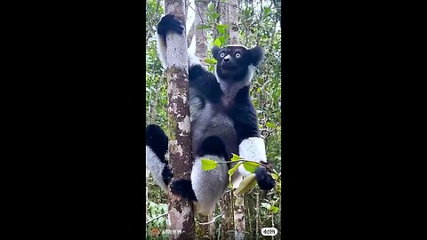 wildlife animals