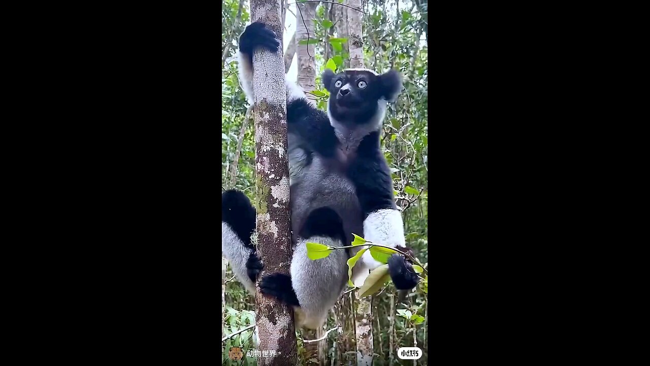 wildlife animals