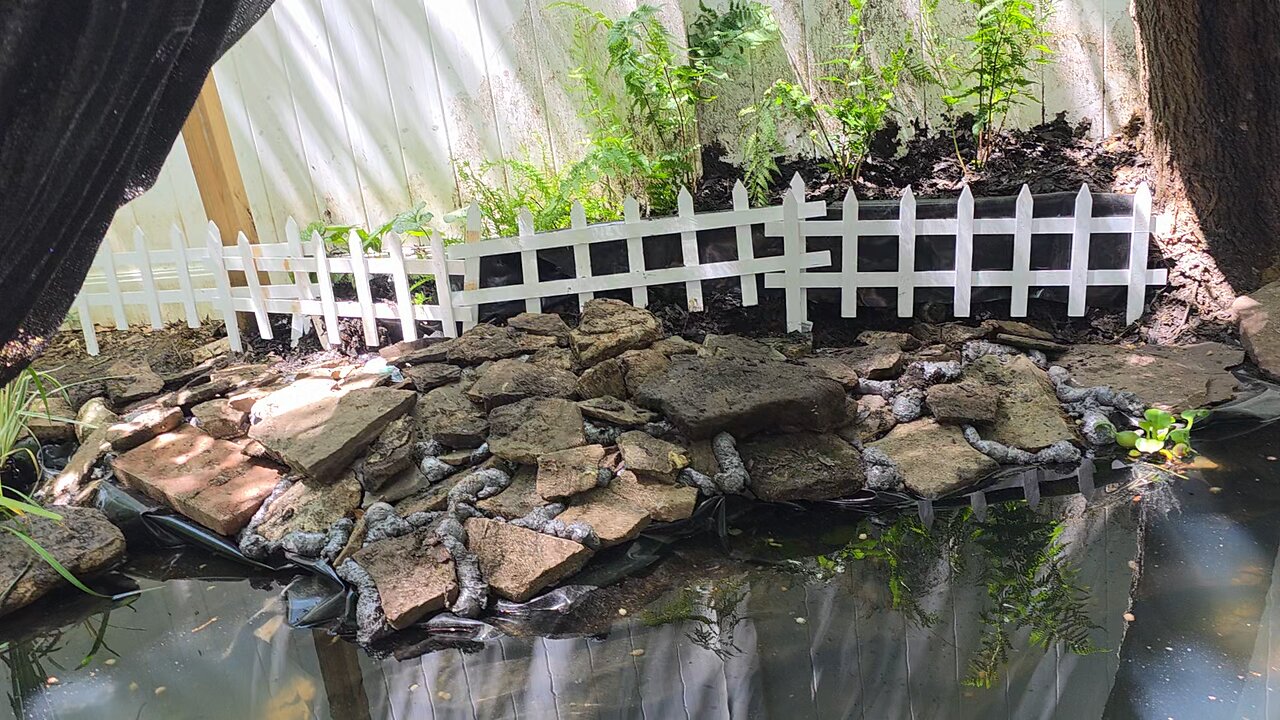 Koi Pond With Plants
