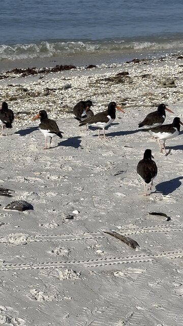 American Oystercatcher | 4K