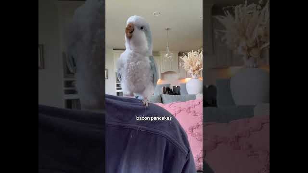 funny animals
