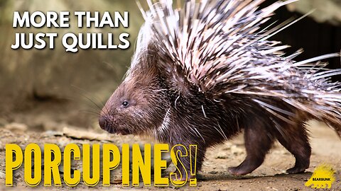 Porcupines: Spiky, Smart & Surprisingly Sweet! 🦔