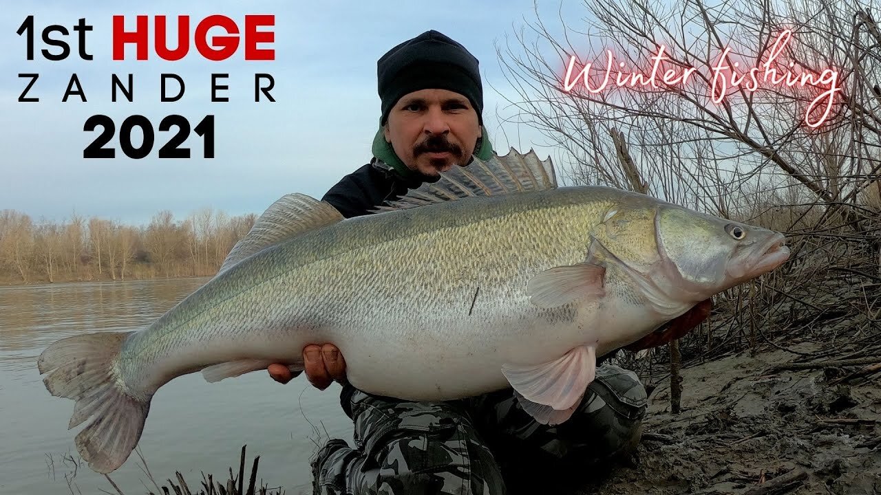 HUGE ZANDER Fishing the Po River