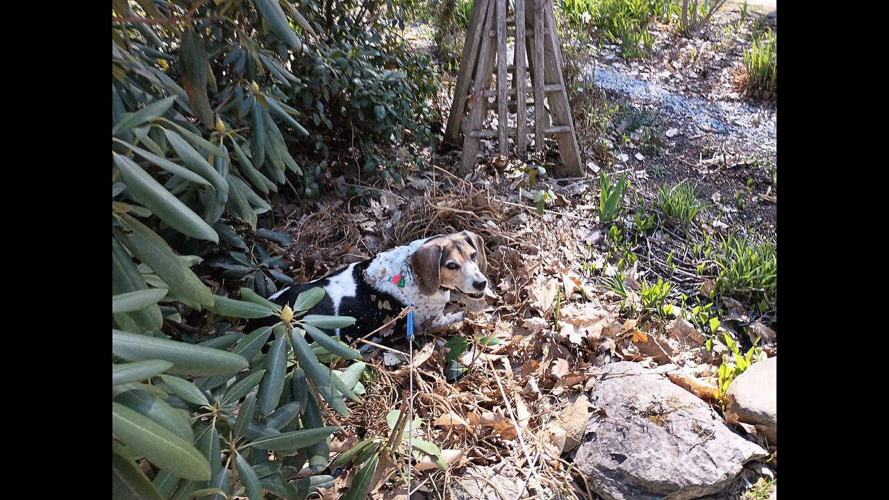 Bandit