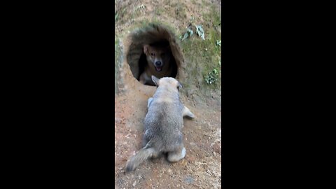 Funny Kitten 😺 | Bites When You Touch 🐾"