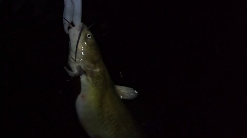 Channel cat release