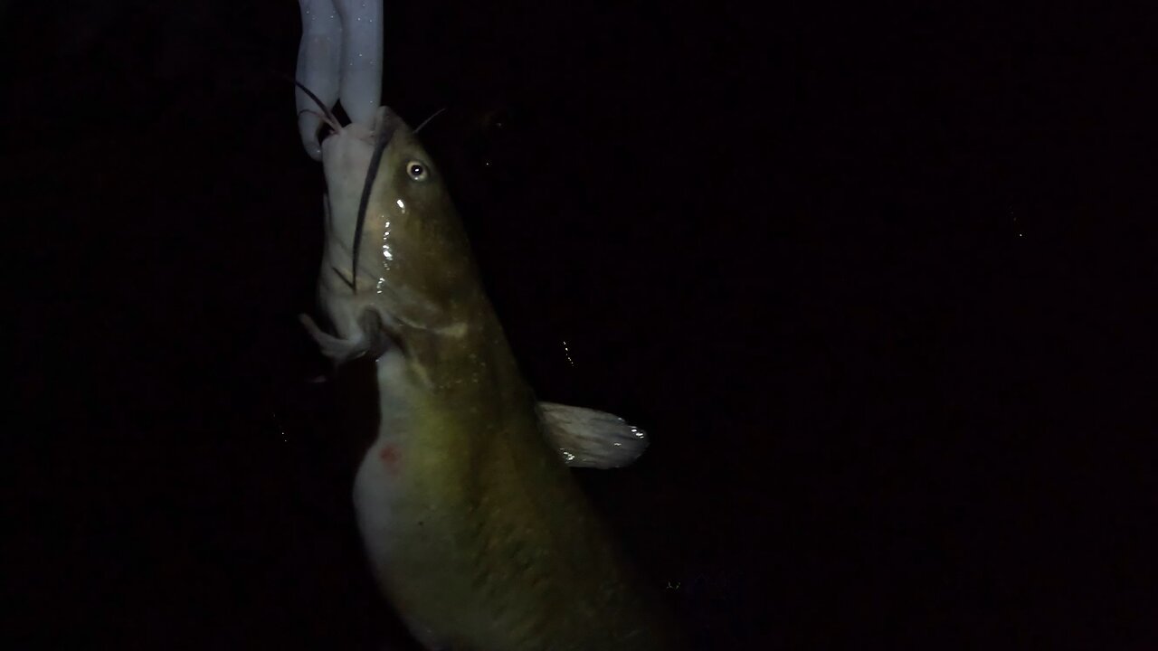 Channel cat release