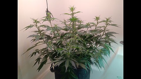 Gorilla Cookies auto week 4 day 6
