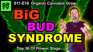 S11-E16 - Day 36 of Flower - Cannabis Grow – Quebec Black Bud, Frosted Gelatto, Runtz, & Biscotti