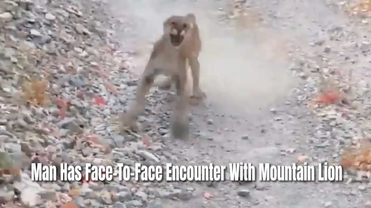 Man Has Face-To-Face Encounter With Mountain Lion