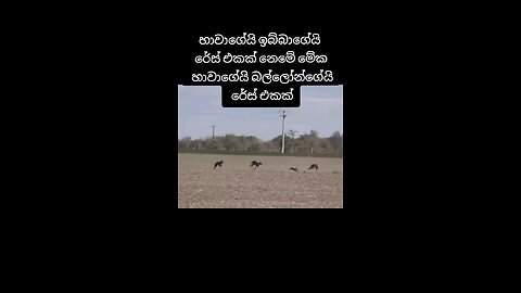 rabbit and dog racing