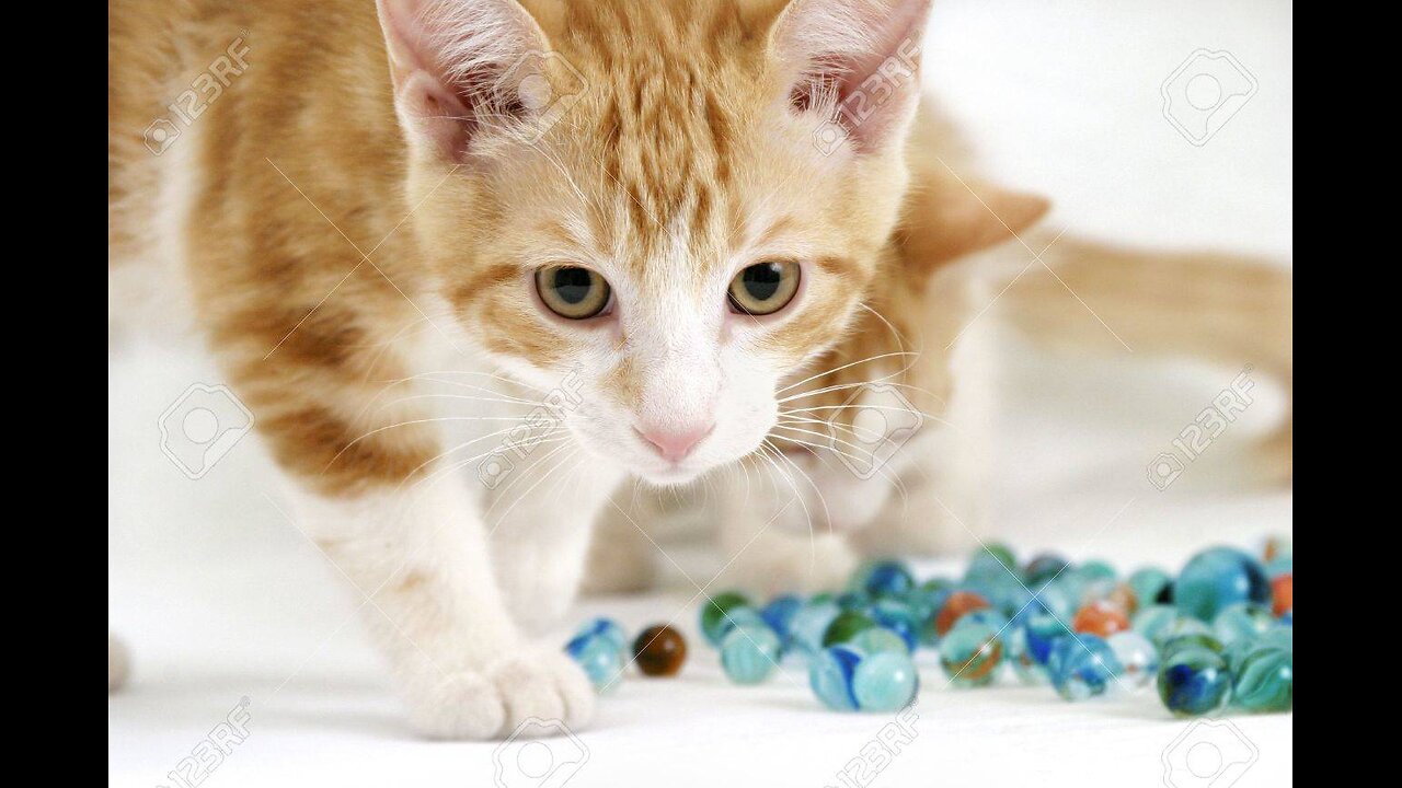 Pete Hegseth says DOD spent millions sticking marbles up cats Rear ends