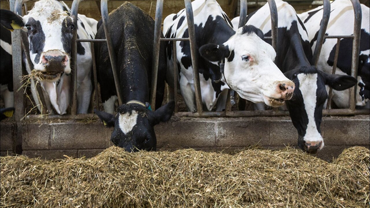 Cows, Chemicals, and Control: Bovaer's poisoning of the food chain