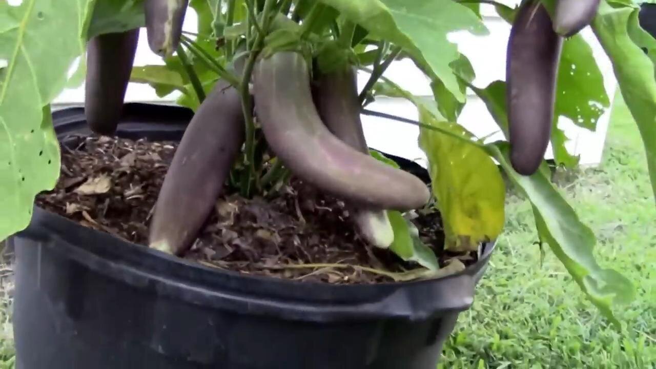 Gardening Quick Tip #15 - Trying Growing in Containers, Grow Bags, or Straw Bales