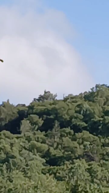 eagle flying